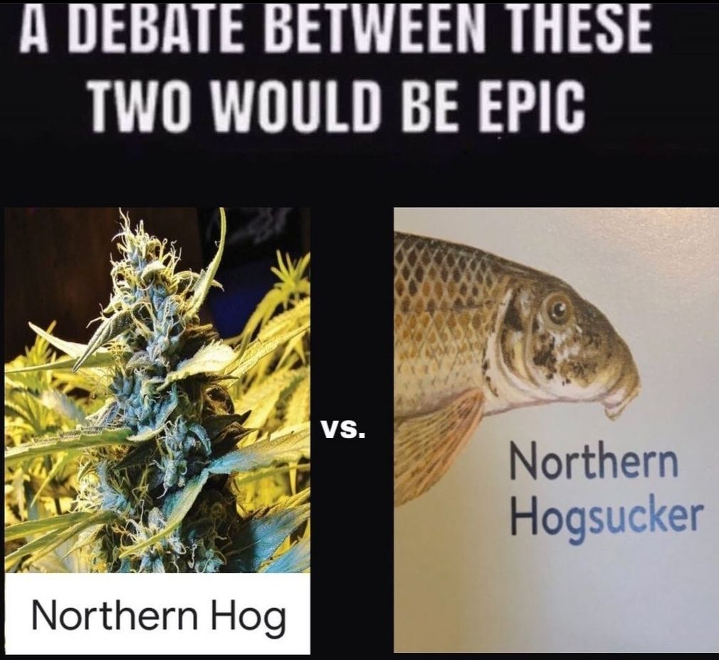 DONT' disturb suckin HOG rn