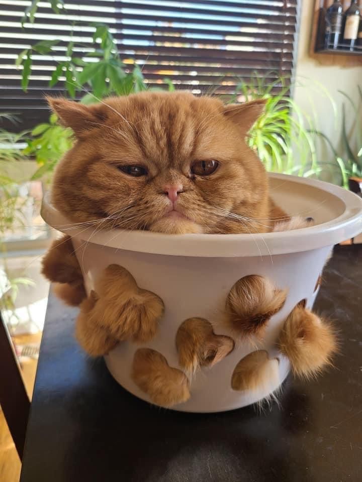 I think it’s time to repot the cat.