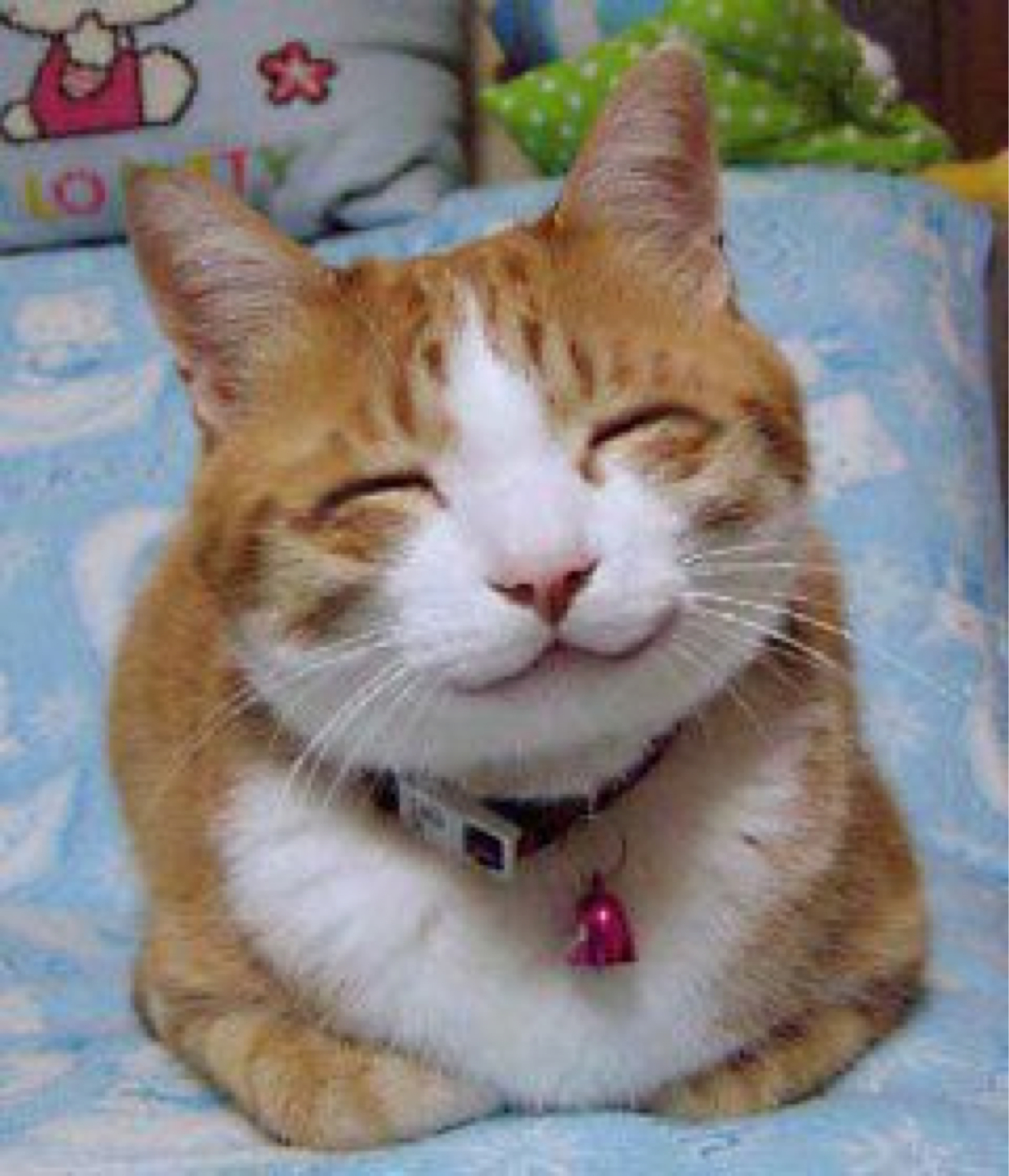 Happycat to brighten your day:)