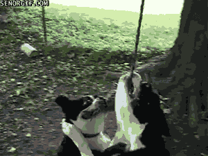 Just some dogs making party on a rope