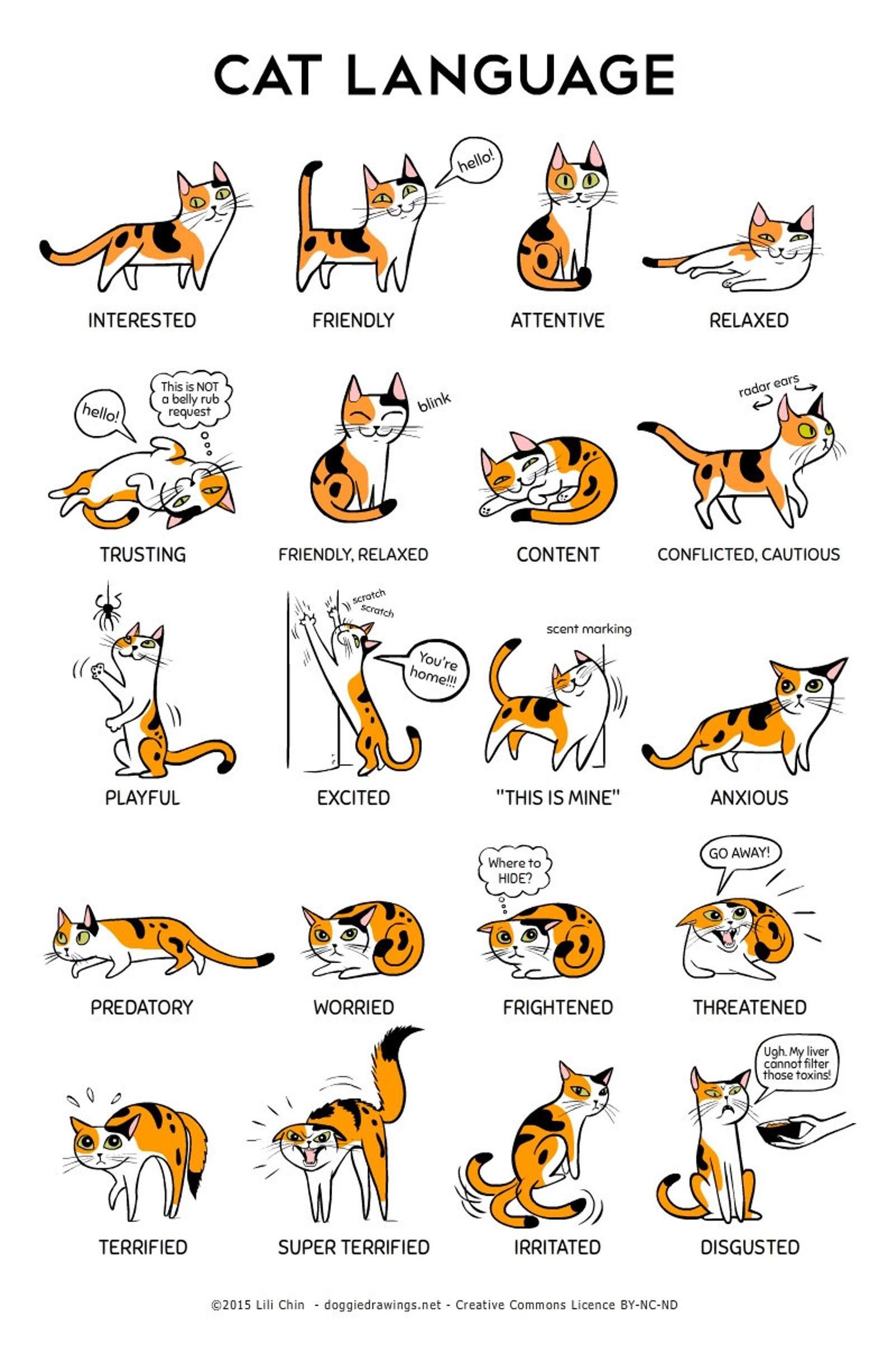 Language to cat owners!