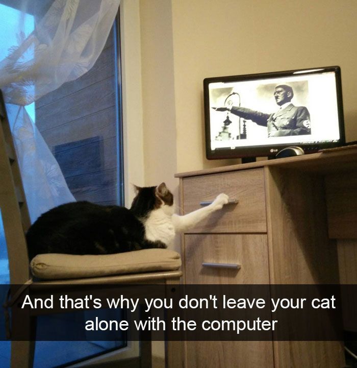 brainyrs cat