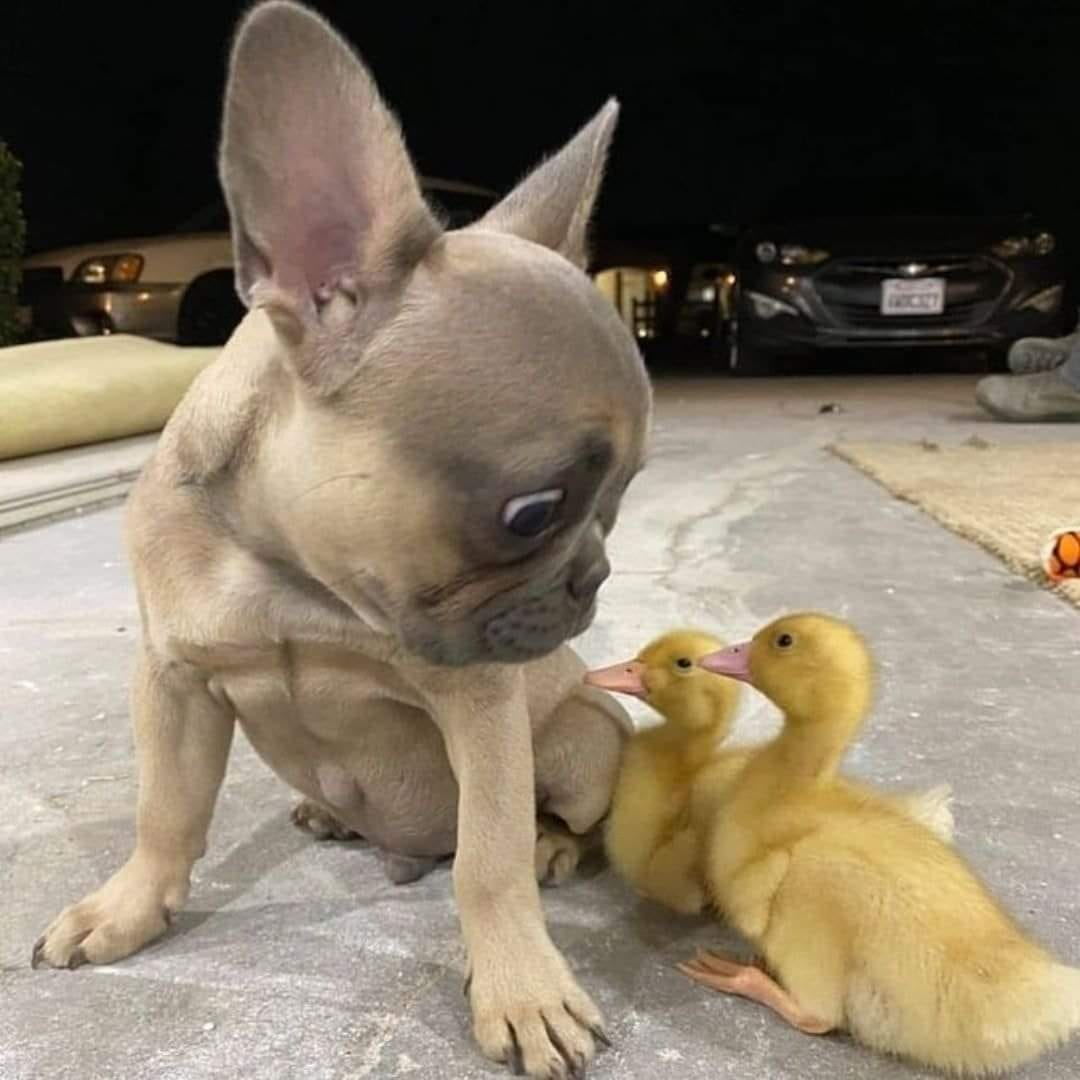 What the Duck!?!