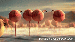 Flamingos in their natural habitat get interrupted by an unwelcome intruder.