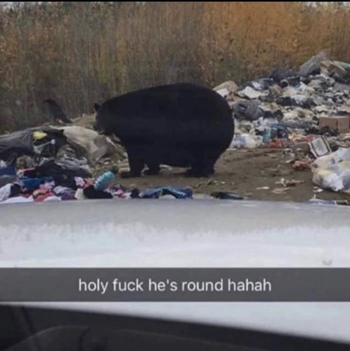 bear chungus