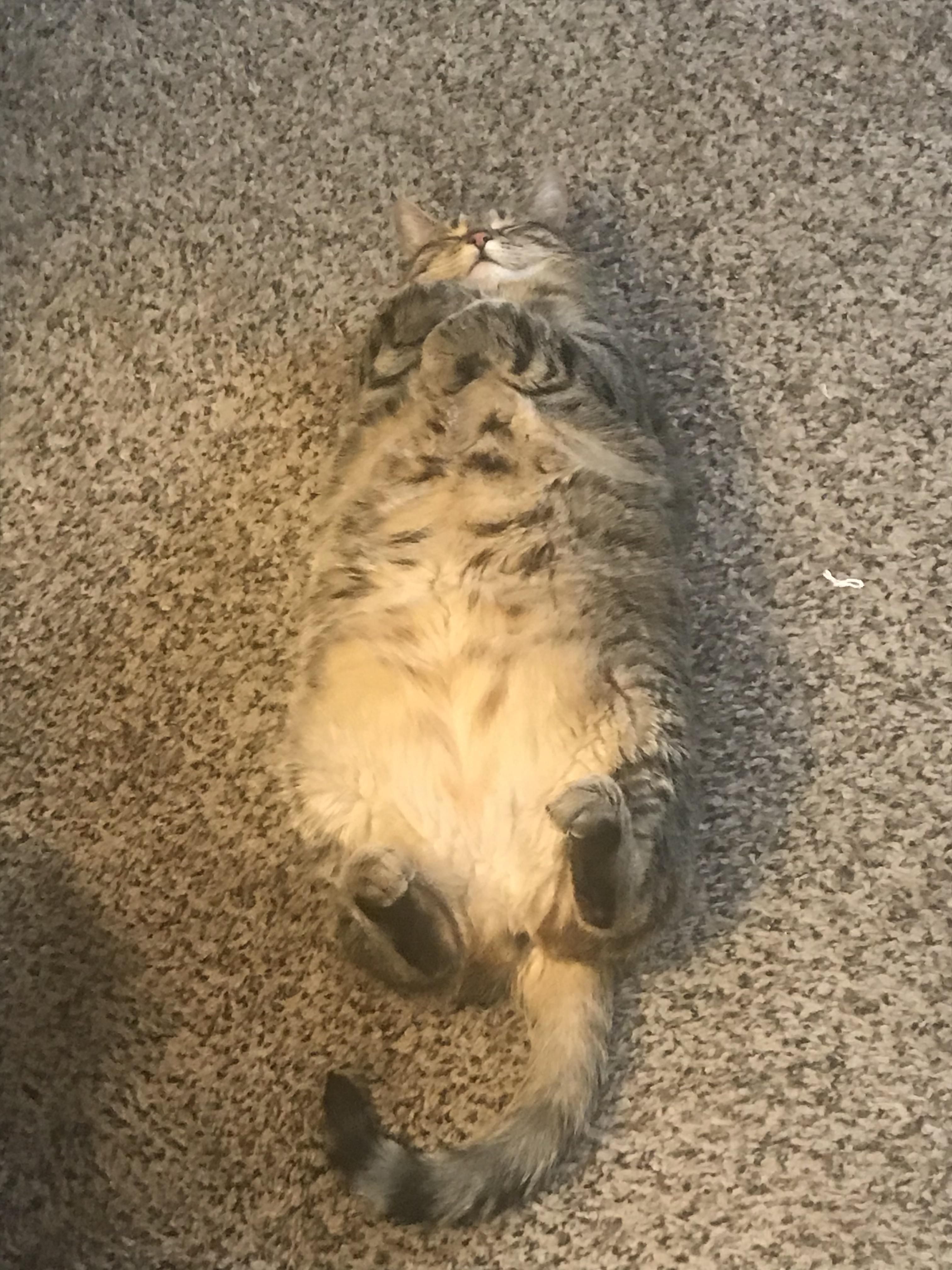 My high chubby little weirdo trying to blend in with the carpet after eating 6 leaves of catnip.