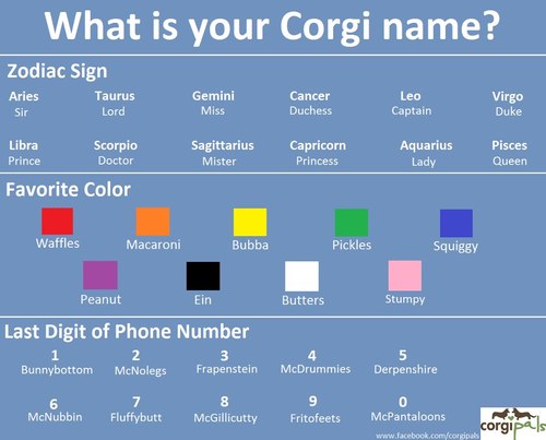 What is YOUR corgi name?