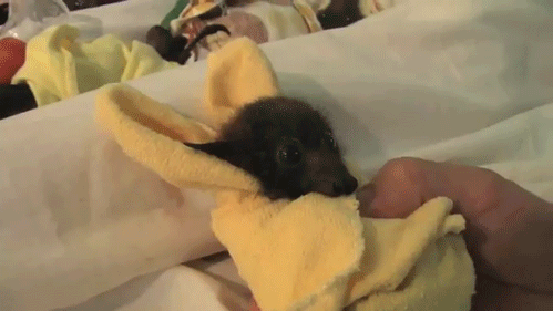 Just a baby bat :3
