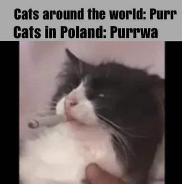 Jebać disa