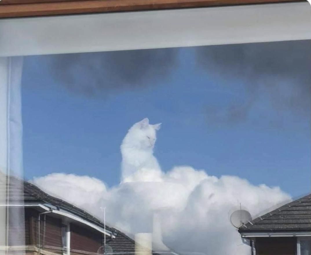 The cat is actually inside the window