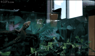 Gotcha!