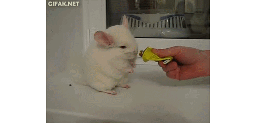 Let me sniff it one more time, please!
