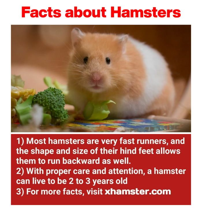 i think poshMB was talking about some hamsters