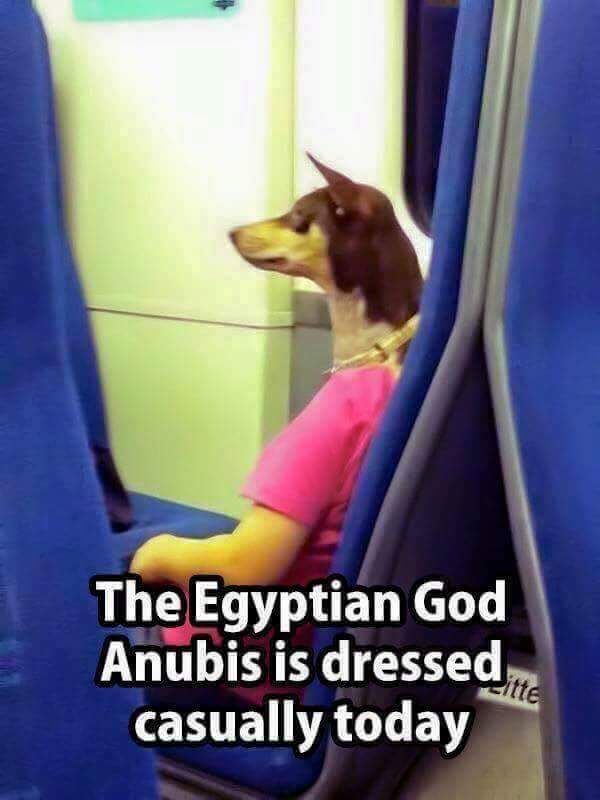 Anubis has chosen an interesting outfit for today's outing.