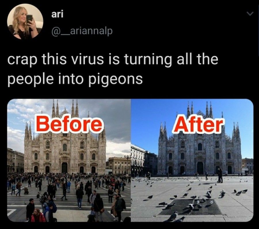 It was the bird flu all along