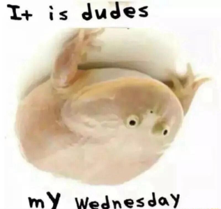 Its dude my Wedfrogday