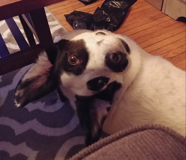 Took me a few seconds to figure out this derp dog