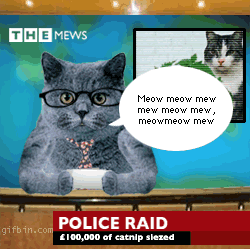 Meow