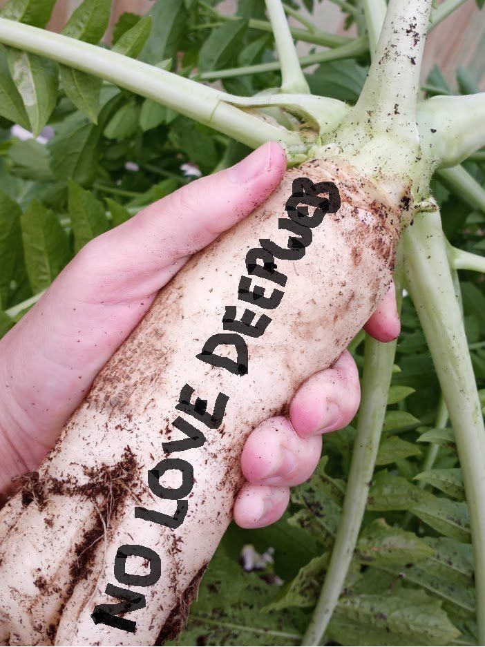 did someone say radish memes?