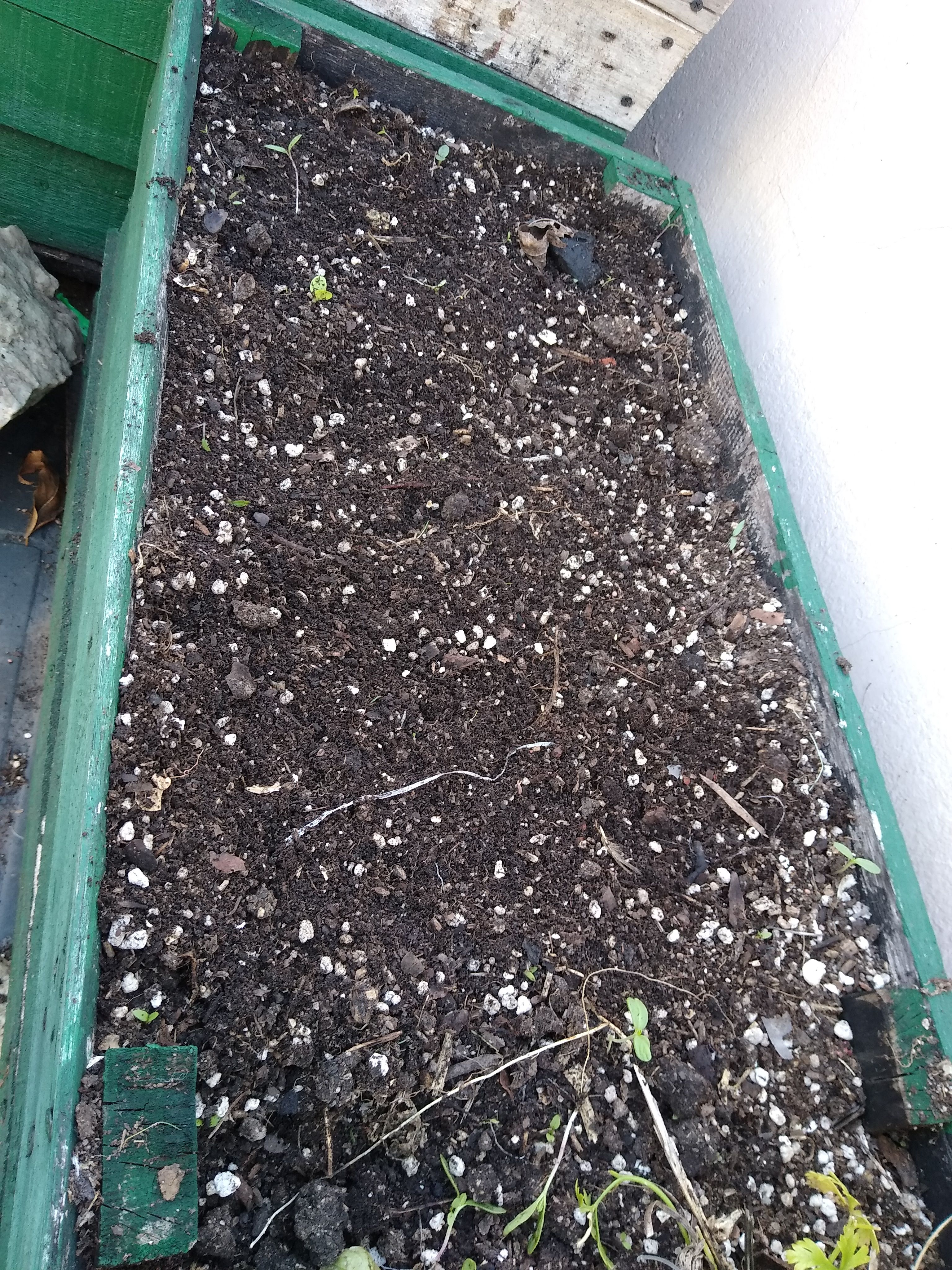 Radish has been planted, Hugelol Radish championship.