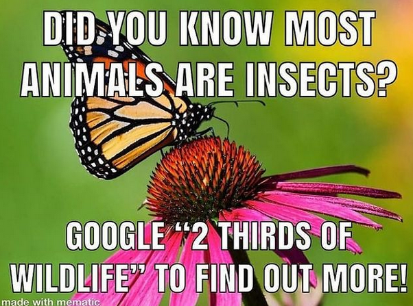 Cool bug facts.