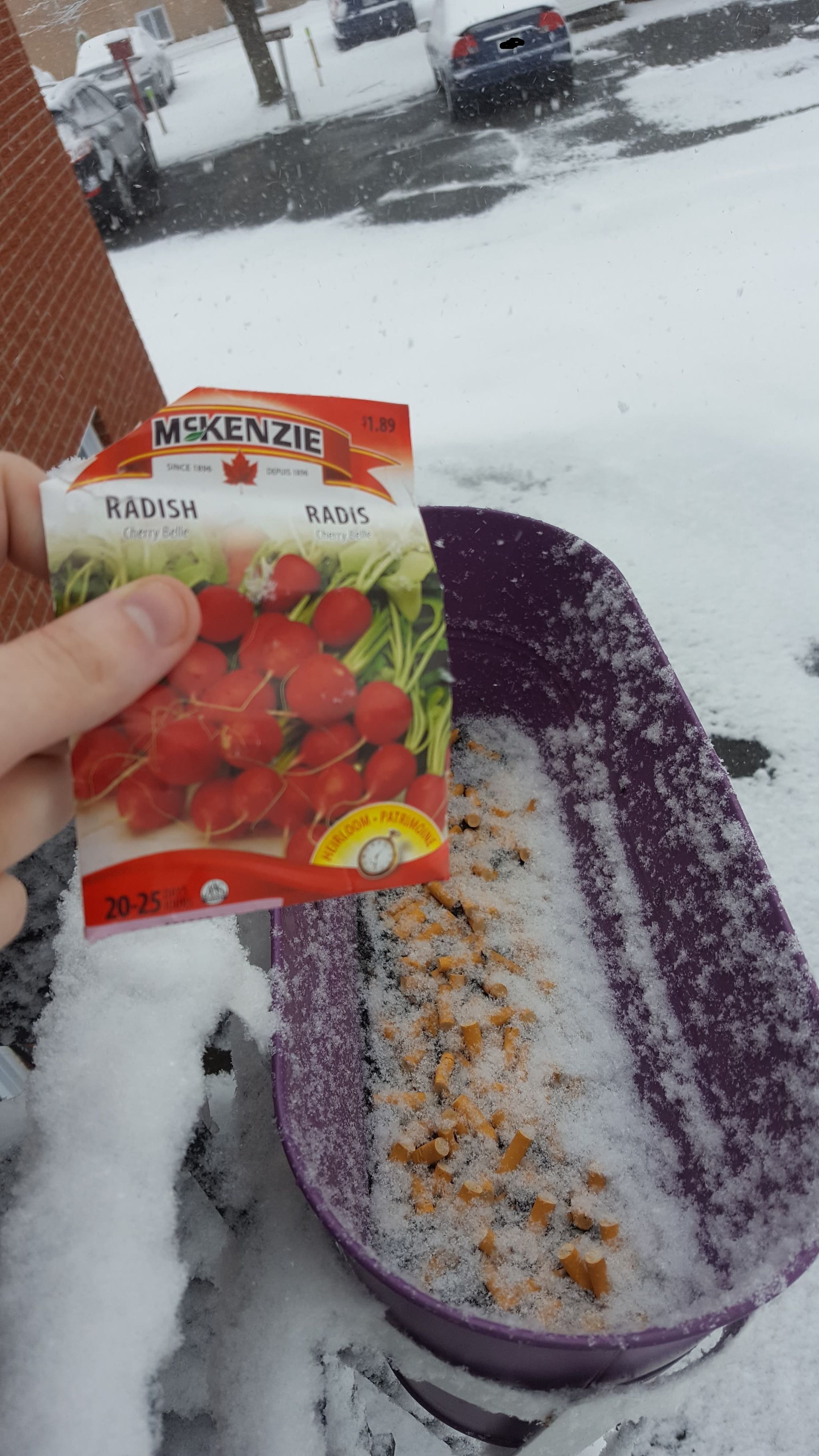 T'is the season of radish