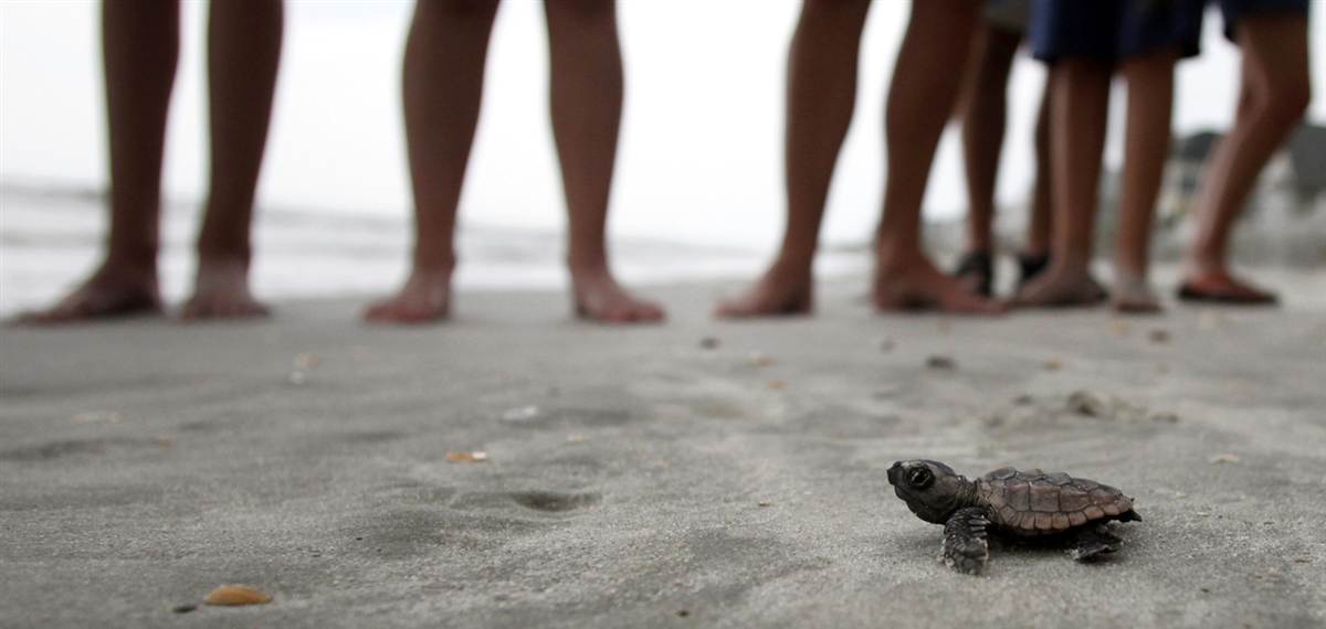 Baby turtle's first steps