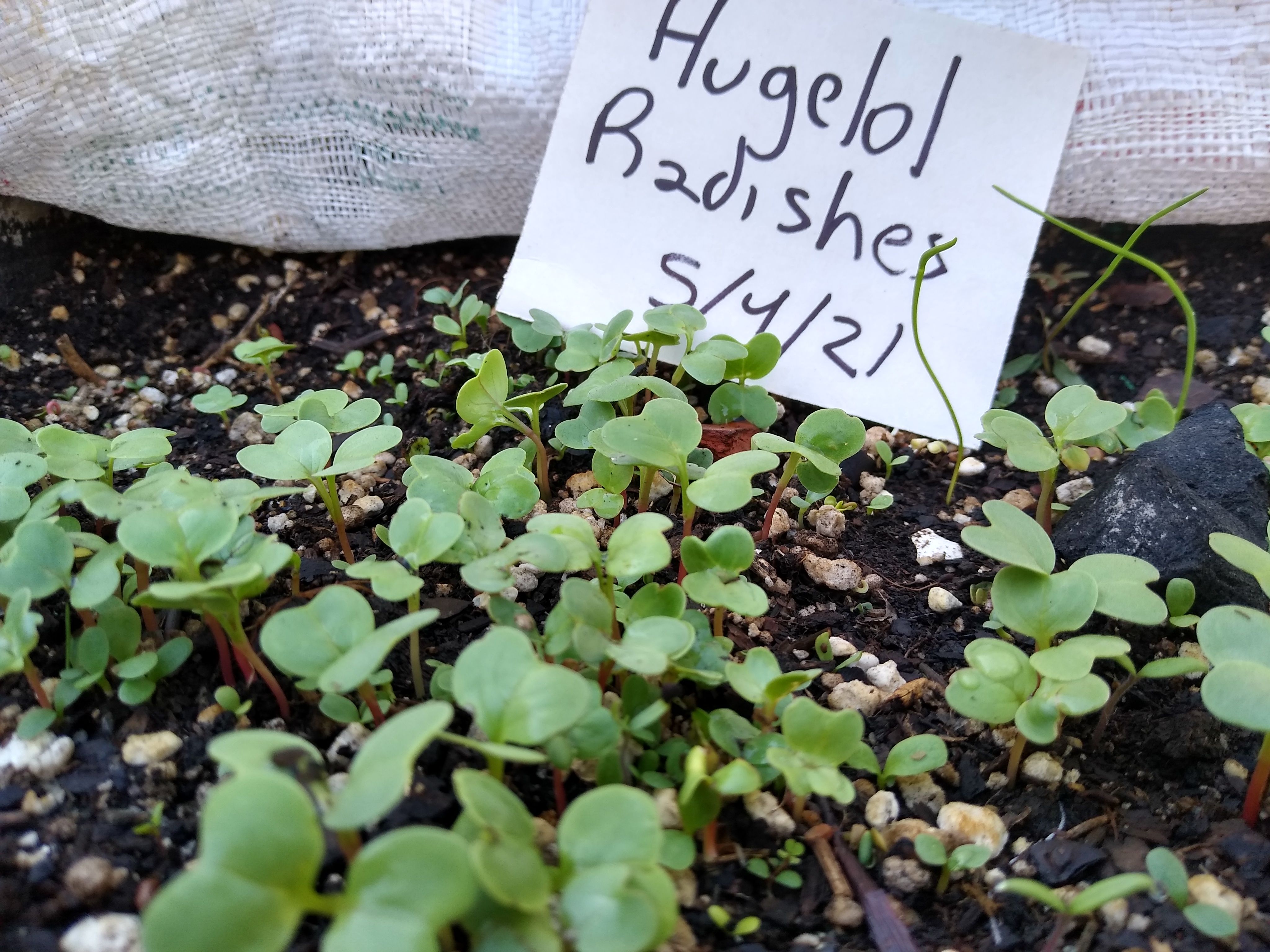 Radish update.