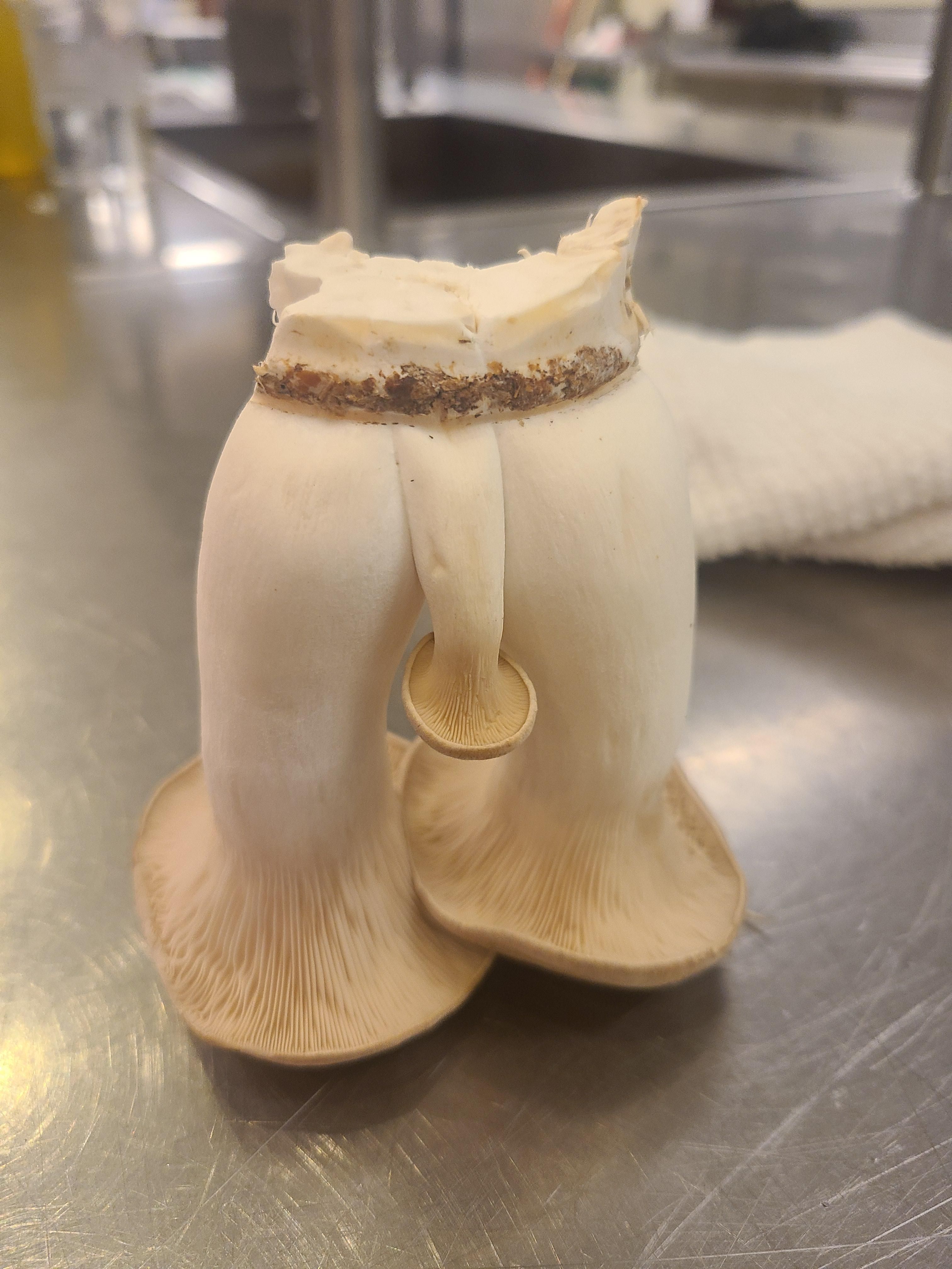 Look at this confident ass mushroom