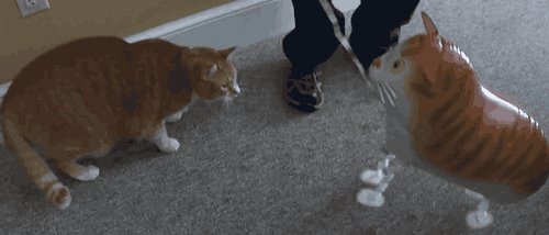 Mega Boop!