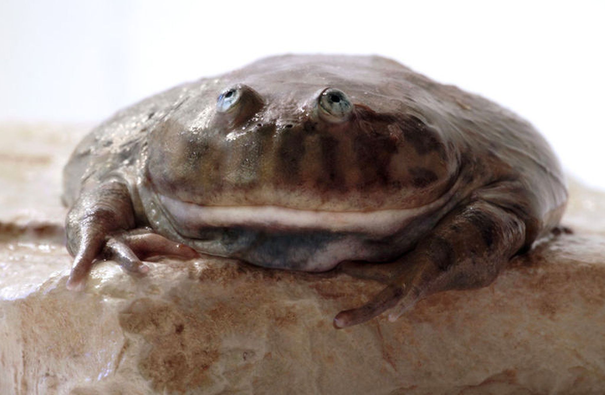 LETS SEE THOSE FROGS