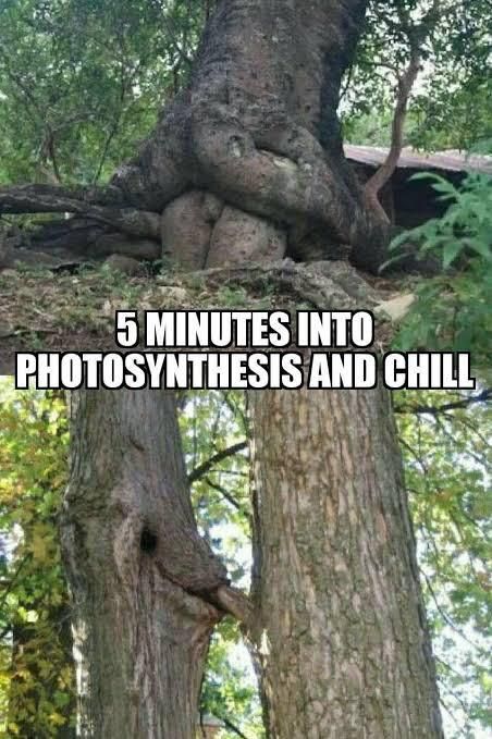 Photosynthesis and chill