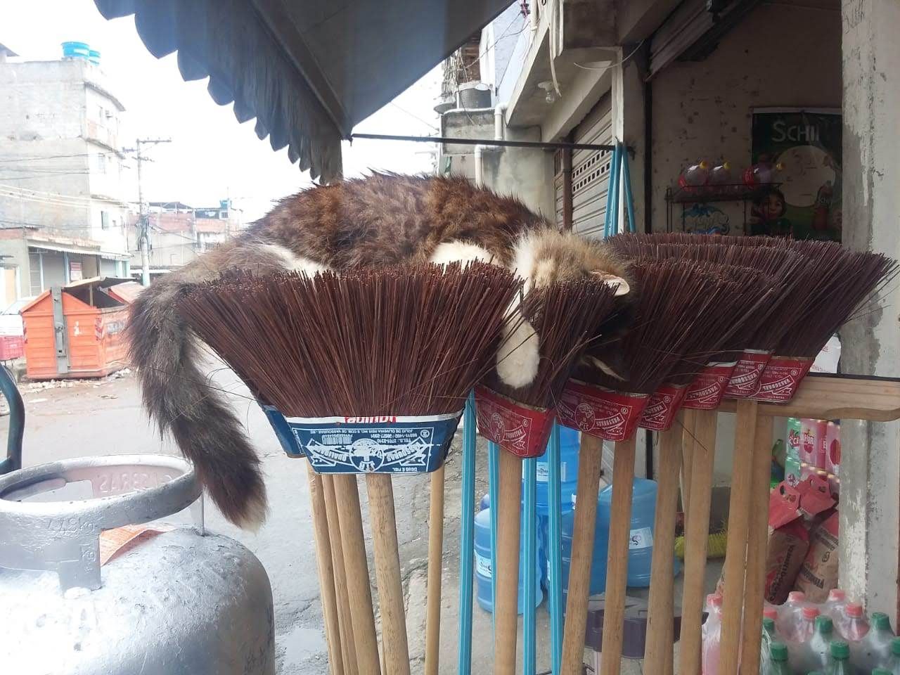 My girlfriend's cat sleeping on top of the brooms in her families shop