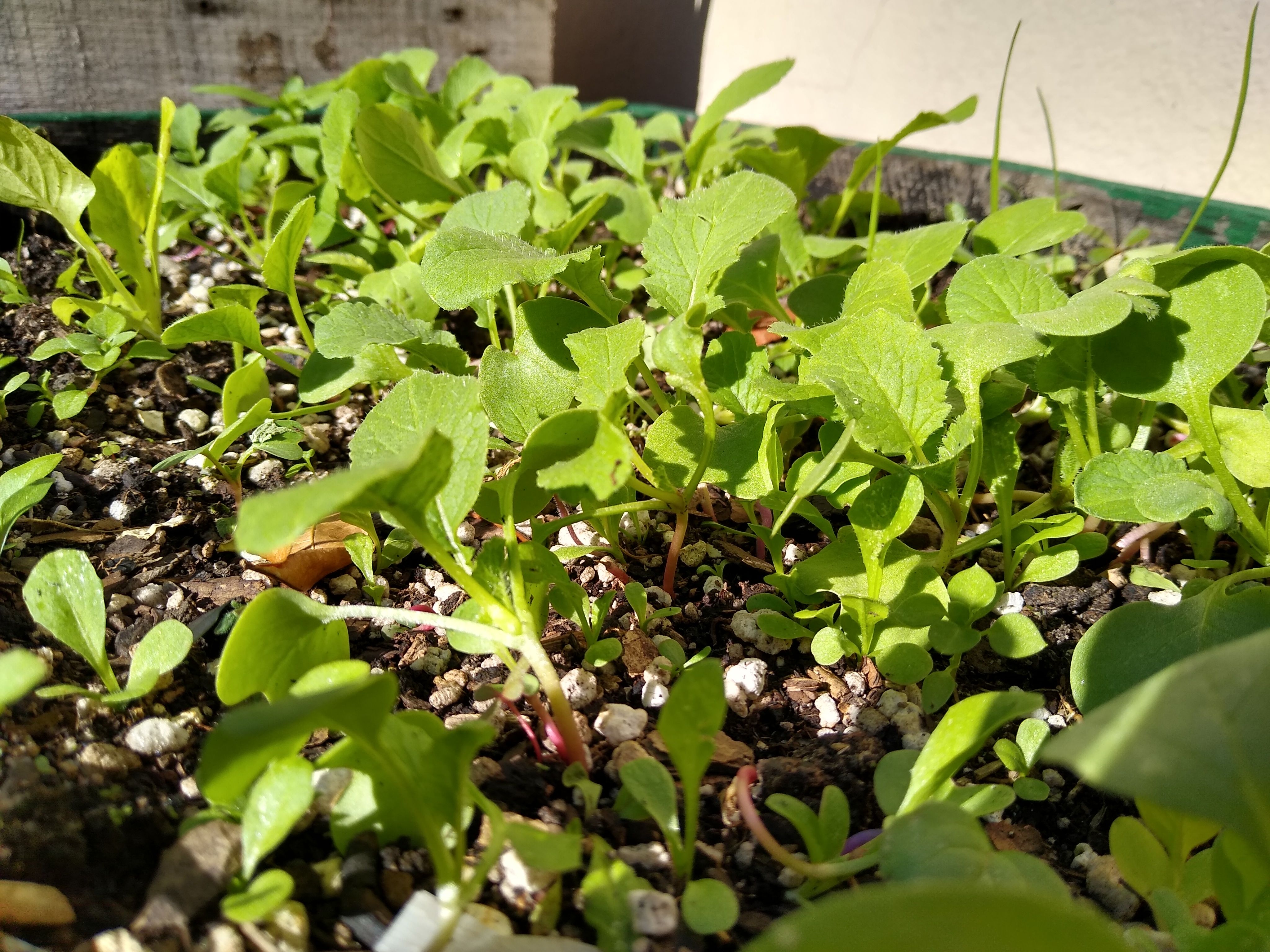 RADish