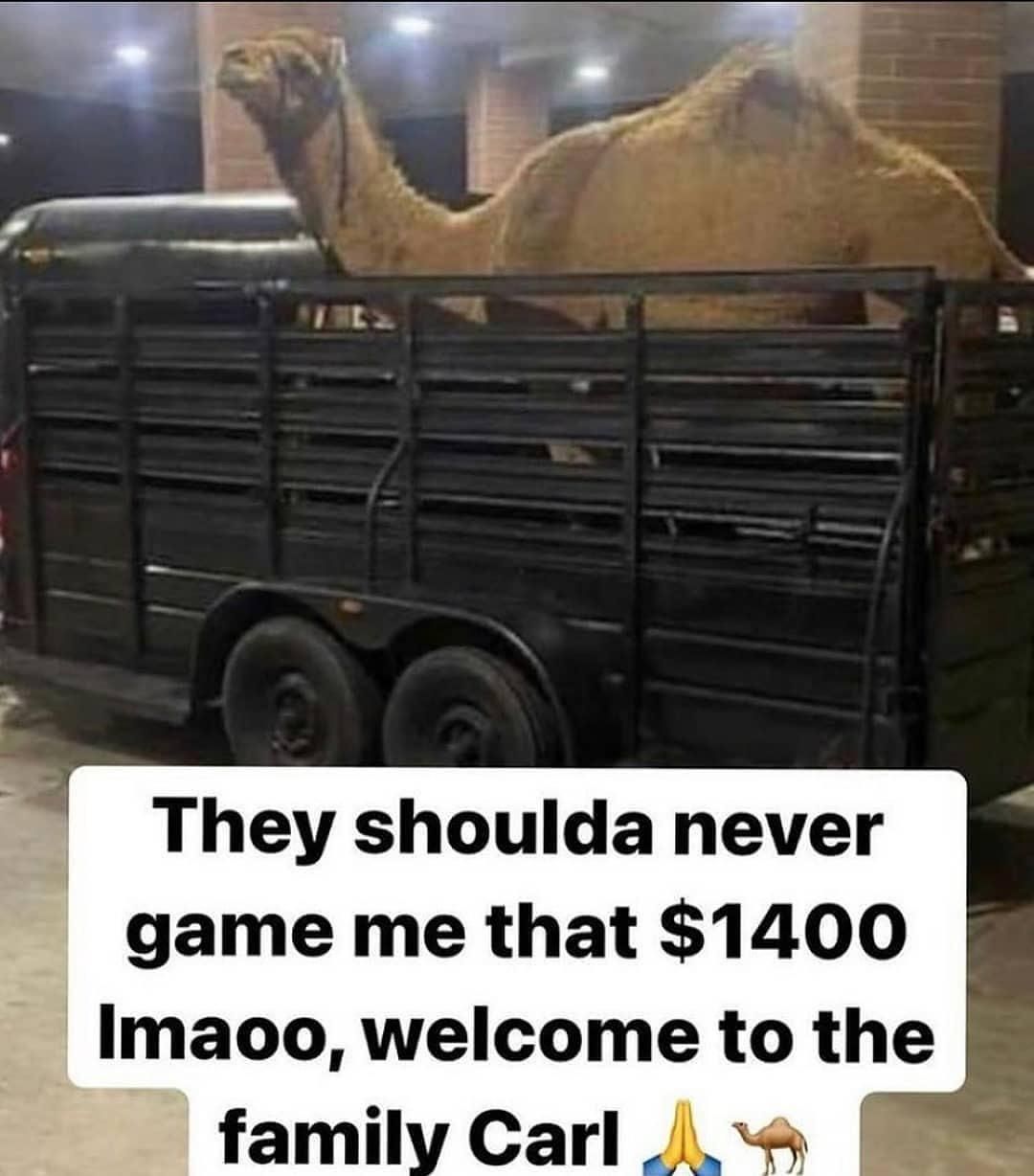 i, too, want a dromedary buddy