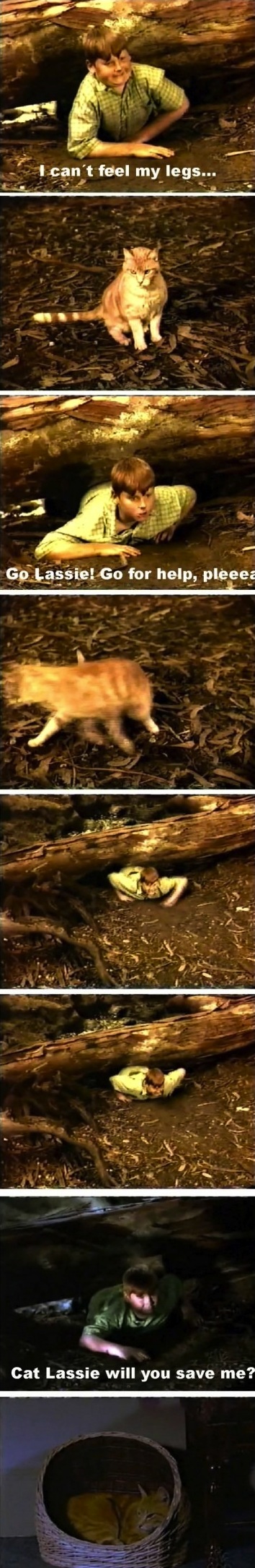 If Lassie was a cat