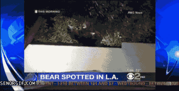 Bear spotted in LA!