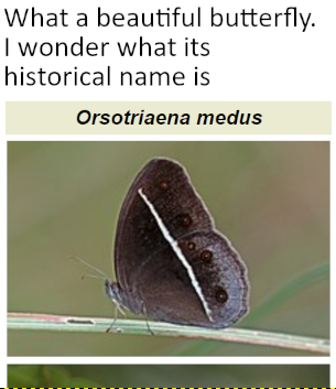 Orsotriaena medus