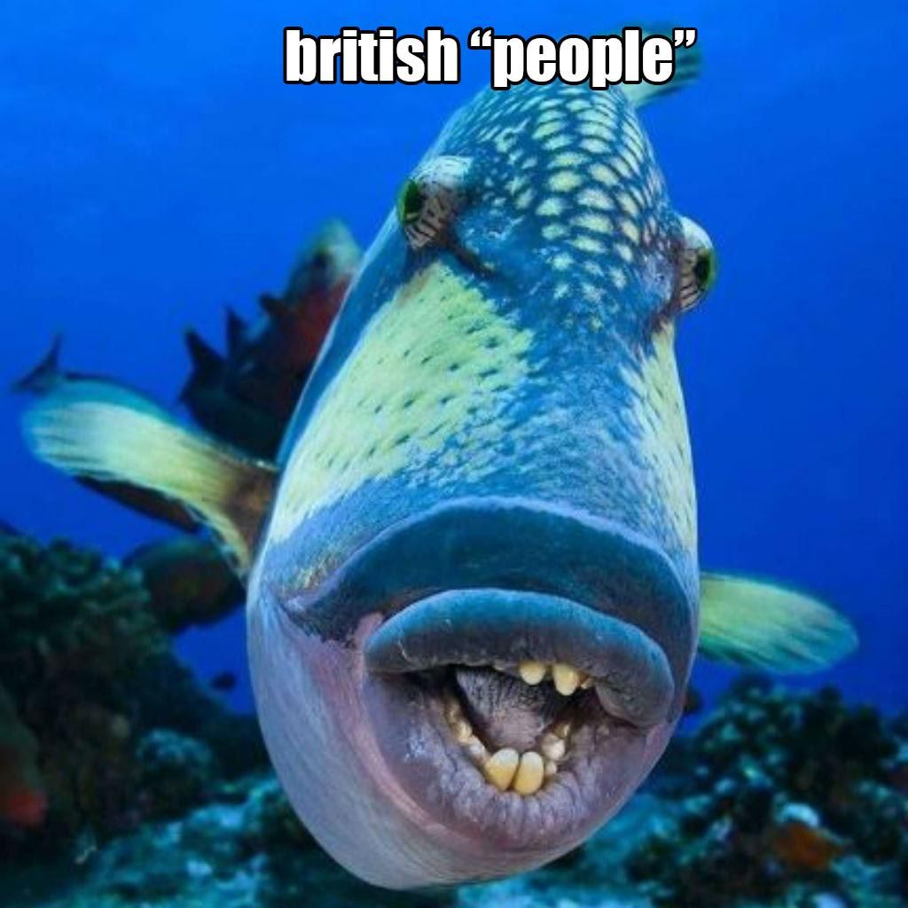 I feel like i have posted a lot of memes about the brits. We cool backseat?