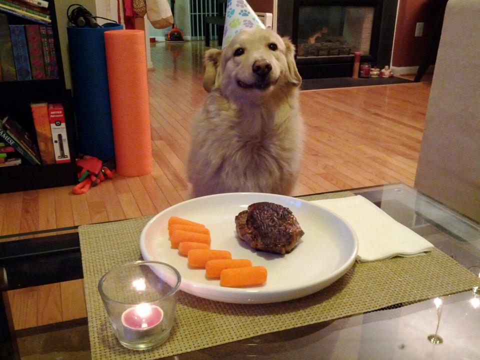 Dog enjoying a birthday dinner