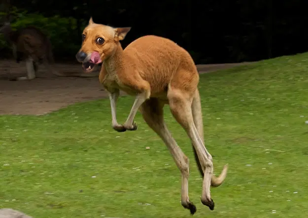 I photoshopped my dog's face onto a kangaroo.