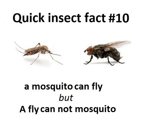 Quick insect fact 10