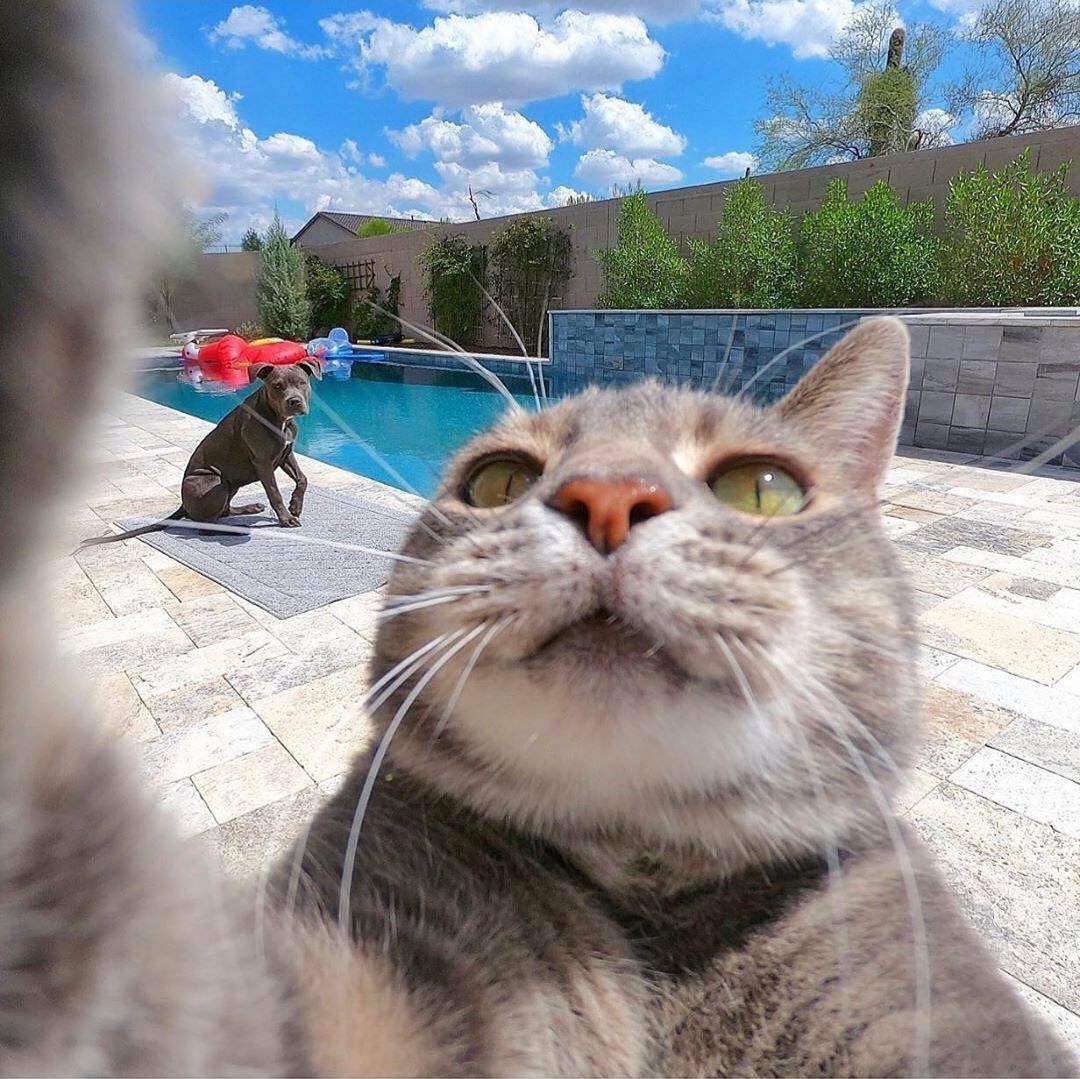 This cat takes selfies like my mom