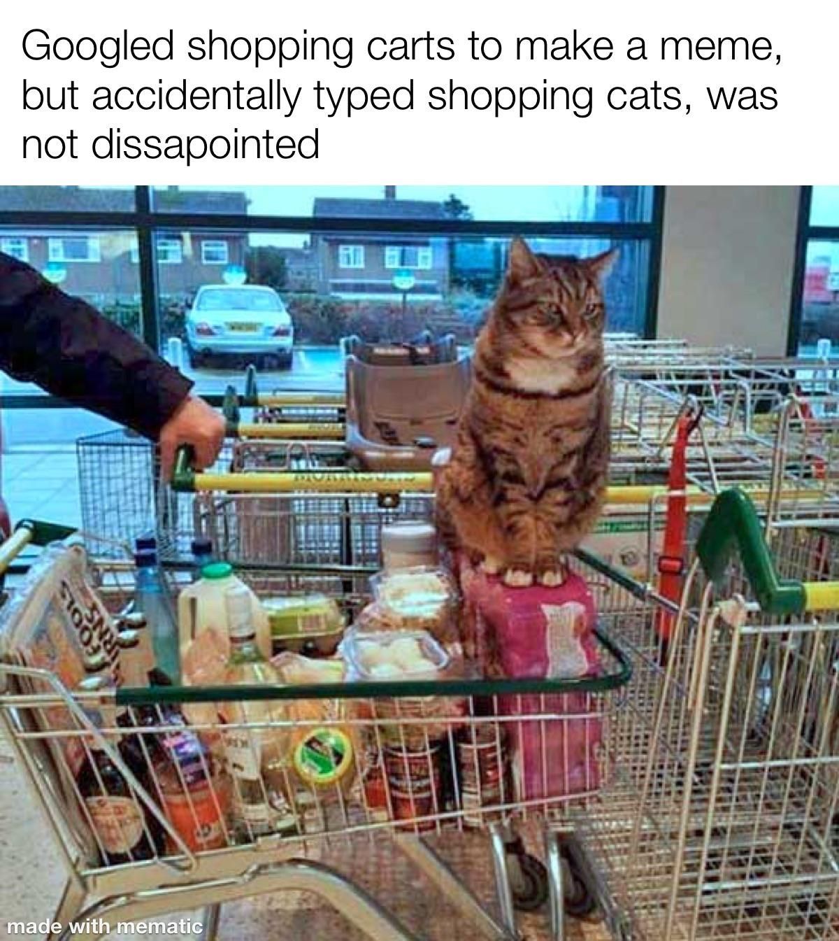 Shopping cats