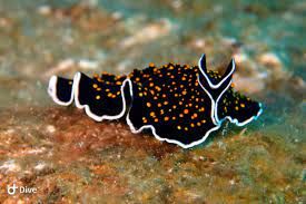 HAPPY FLATWORM FRIDAY