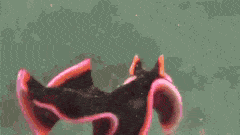 PRAISE FLATWORM FRIDAY