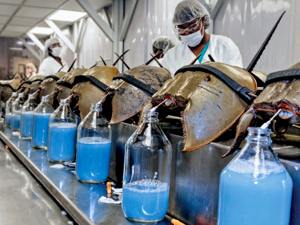 The forbidden juice, will you risk it?