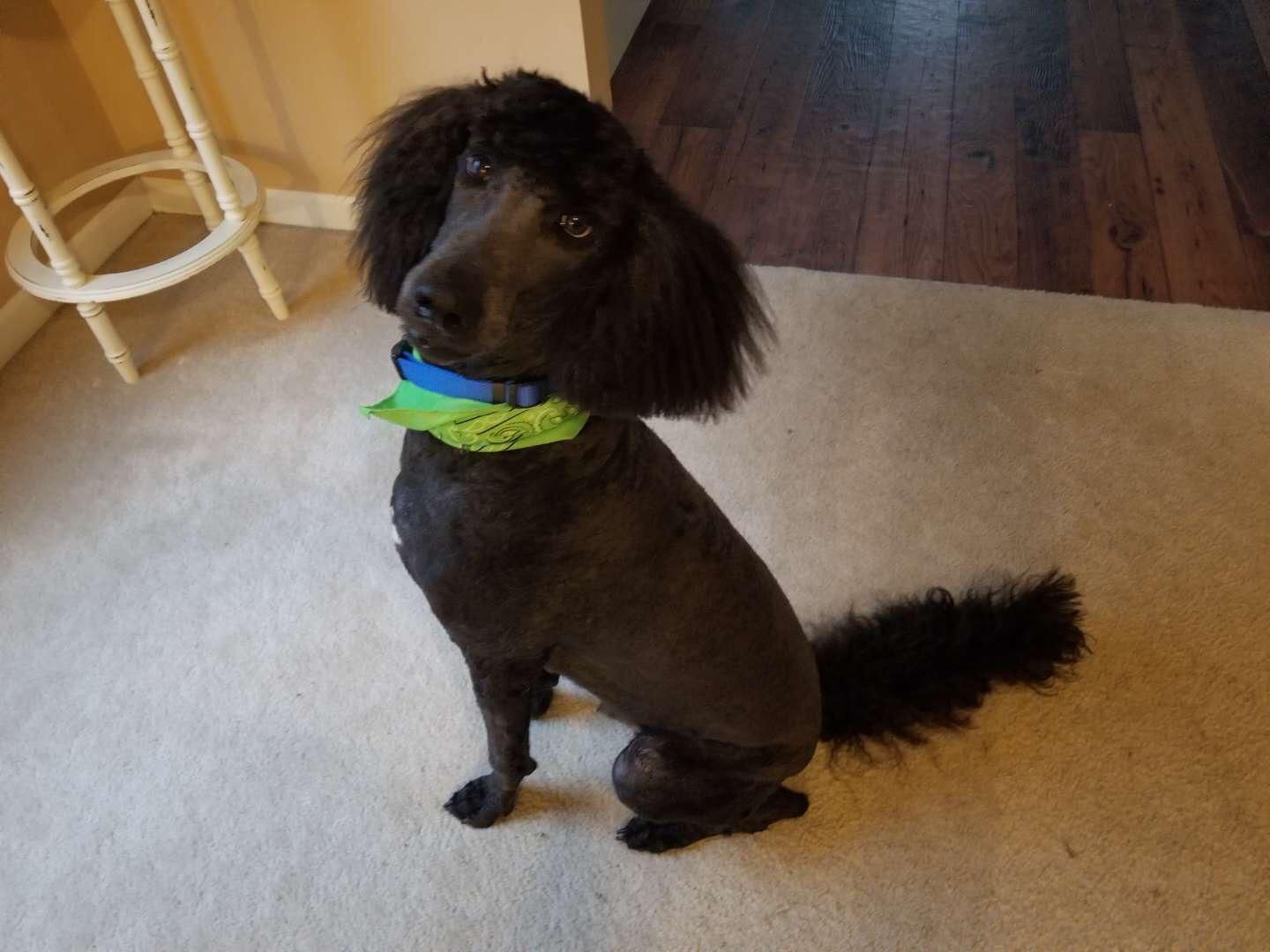 My wife took our dog to the groomer and picked up Severus Snape