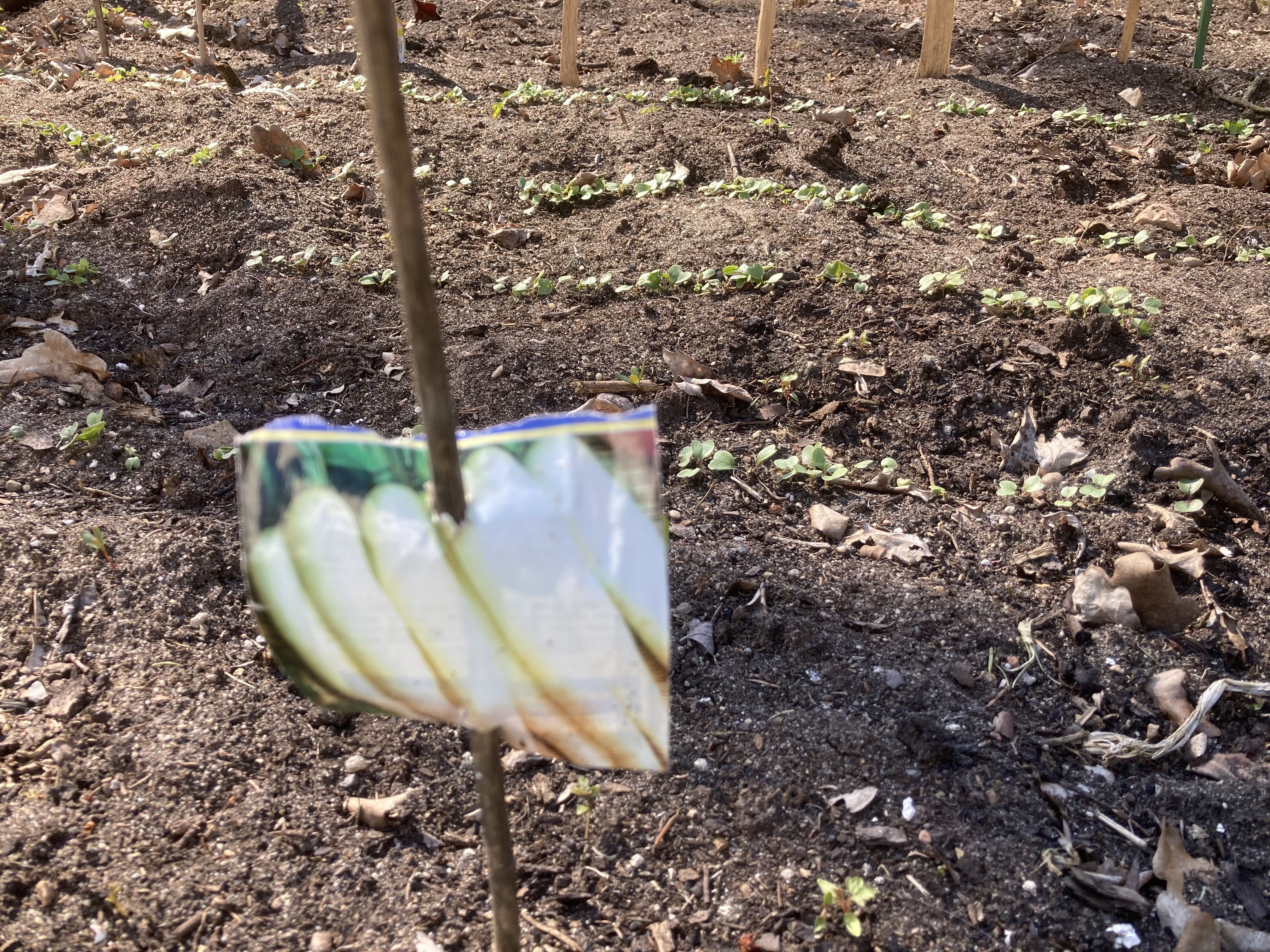 Look at my radish