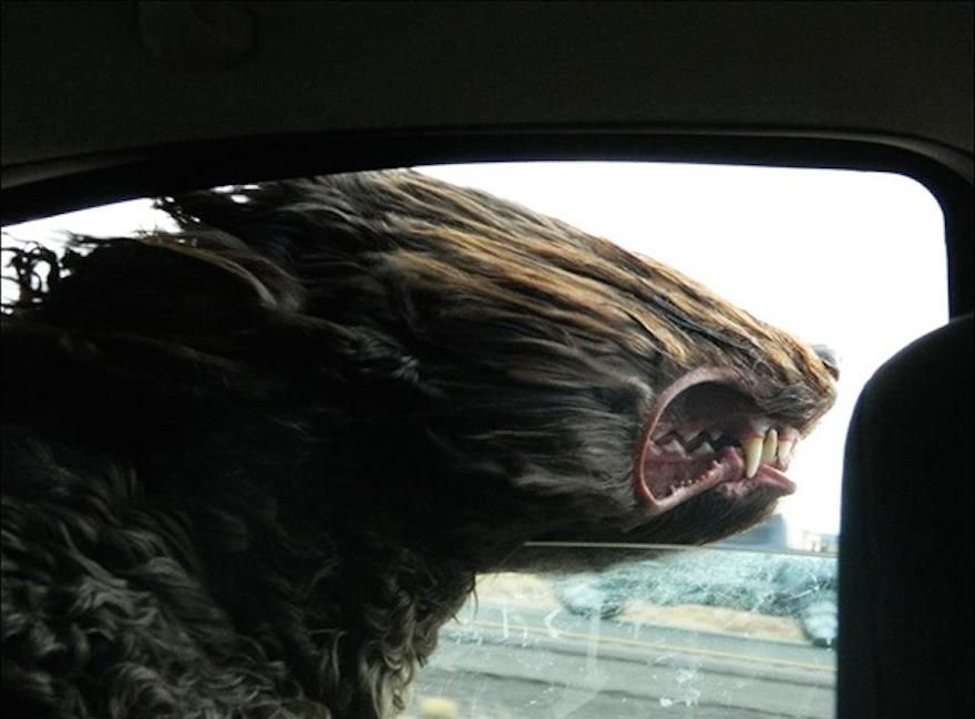 a goldendoodle sticks his head out a car window